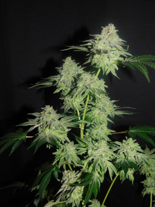 Gelato (Zamnesia Seeds) feminizovaná