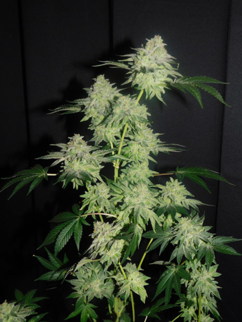 Gelato (Zamnesia Seeds) feminizovaná