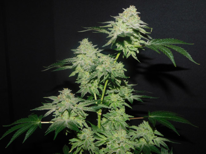 Gelato (Zamnesia Seeds) feminizovaná
