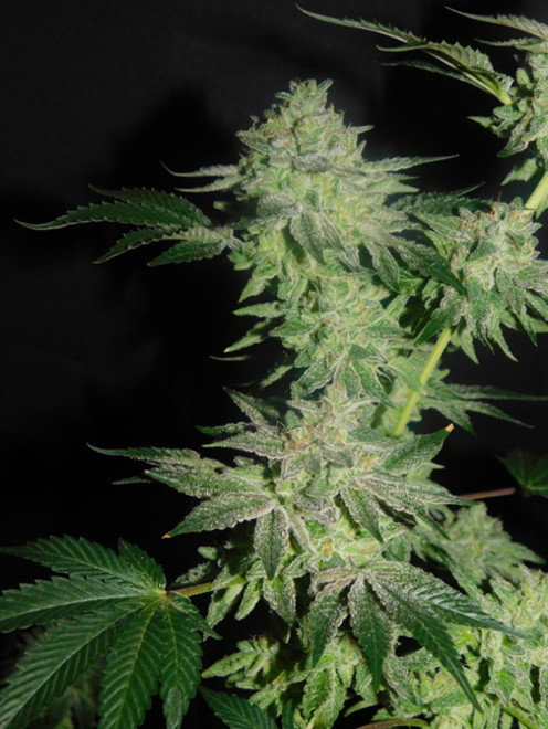 Gelato (Zamnesia Seeds) feminizovaná