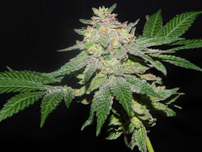Gelato (Zamnesia Seeds) feminizovaná