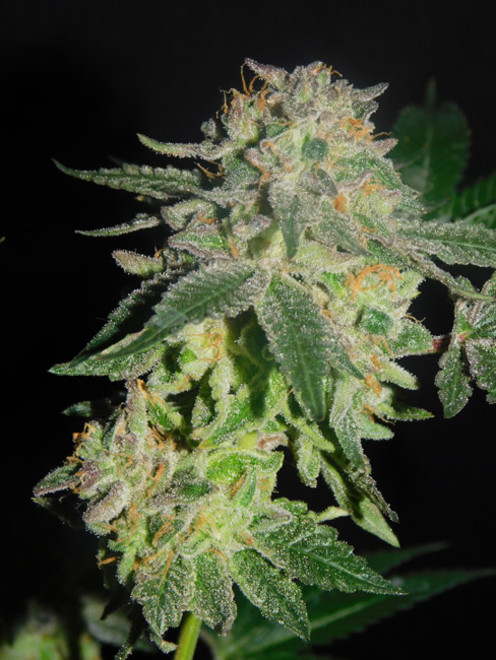 Gelato (Zamnesia Seeds) feminizovaná
