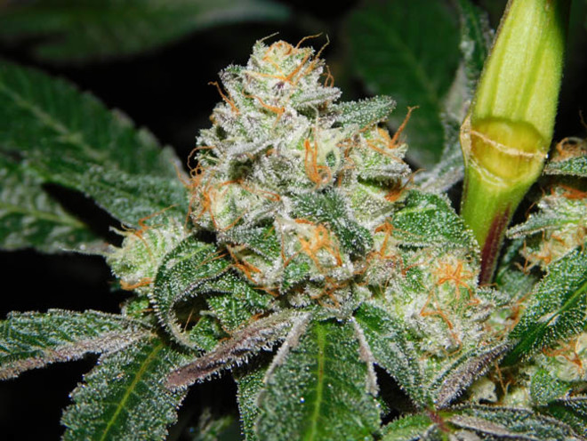 Wifi 43 x Do-Si-Dos (Philosopher Seeds x Zamnesia) feminizovaná