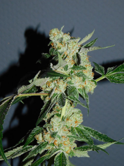 Wifi 43 x Do-Si-Dos (Philosopher Seeds x Zamnesia) feminizovaná