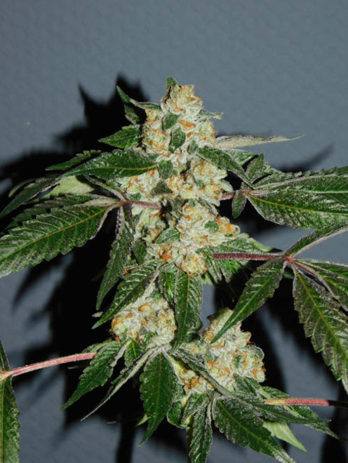 Wifi 43 x Do-Si-Dos (Philosopher Seeds x Zamnesia) feminizovaná