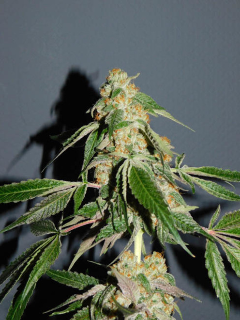 Wifi 43 x Do-Si-Dos (Philosopher Seeds x Zamnesia) feminizovaná