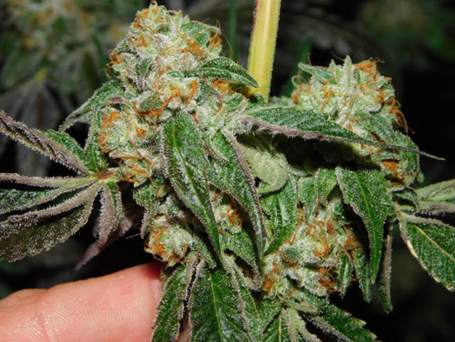 Wifi 43 x Do-Si-Dos (Philosopher Seeds x Zamnesia) feminizovaná