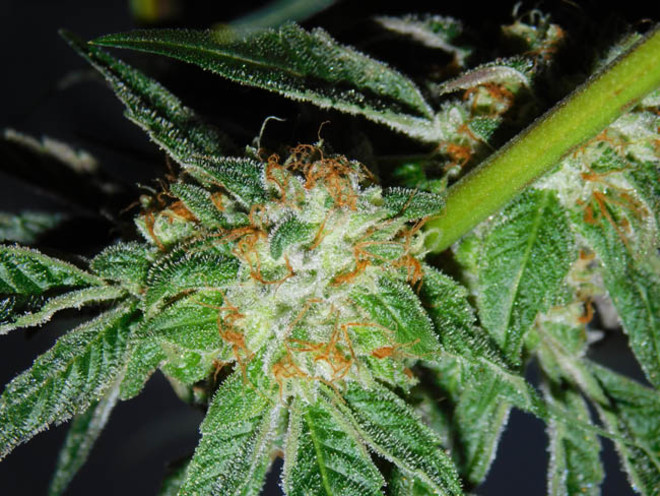 Wifi 43 x Do-Si-Dos (Philosopher Seeds x Zamnesia) feminizovaná