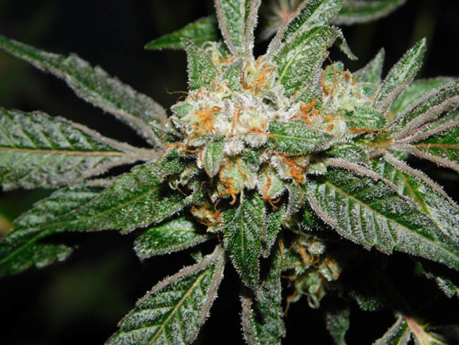 Wifi 43 x Do-Si-Dos (Philosopher Seeds x Zamnesia) feminizovaná