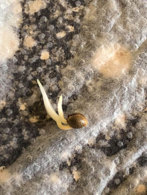 Purple Punch (Zamnesia Seeds) feminizovaná