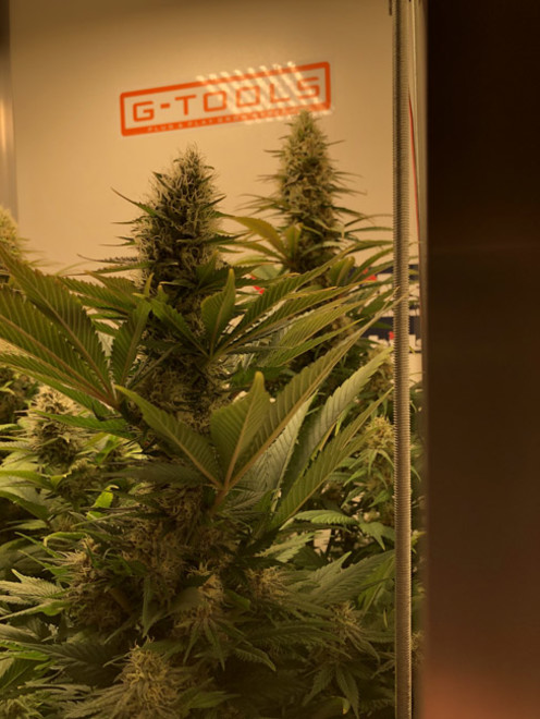 Purple Punch (Zamnesia Seeds) feminizovaná