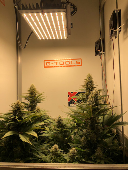 Purple Punch (Zamnesia Seeds) feminizovaná