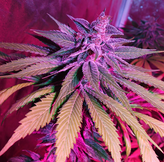Purple Punch (Zamnesia Seeds) feminizovaná
